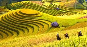 Mu Cang Chai